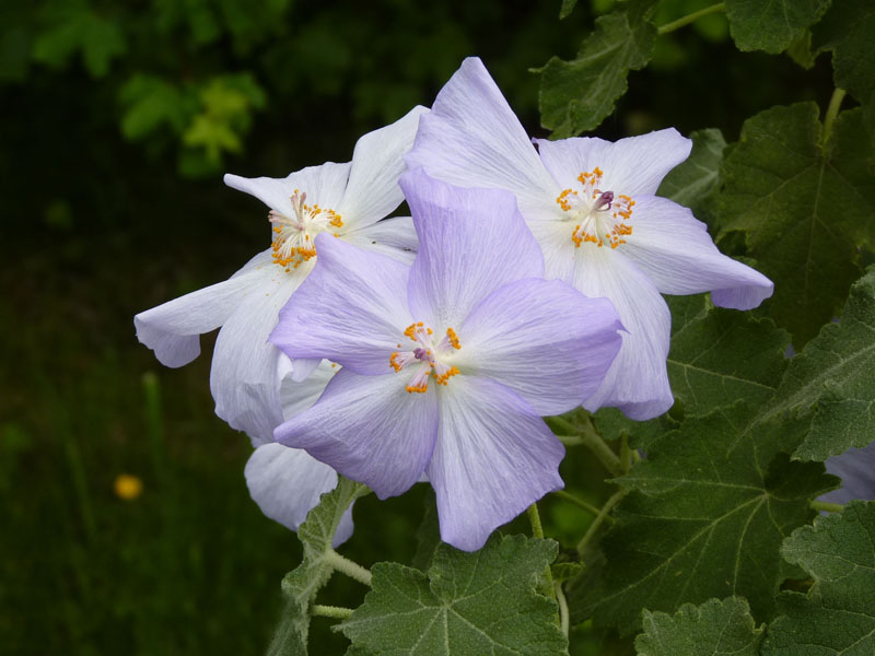 Abutilon vitifolium